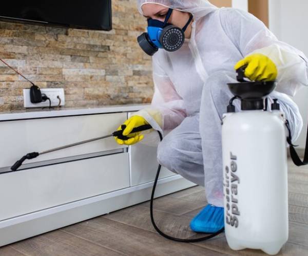 Pest Control in Forest Lake