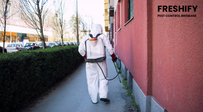 Professional Flea Control Services: What to Expect