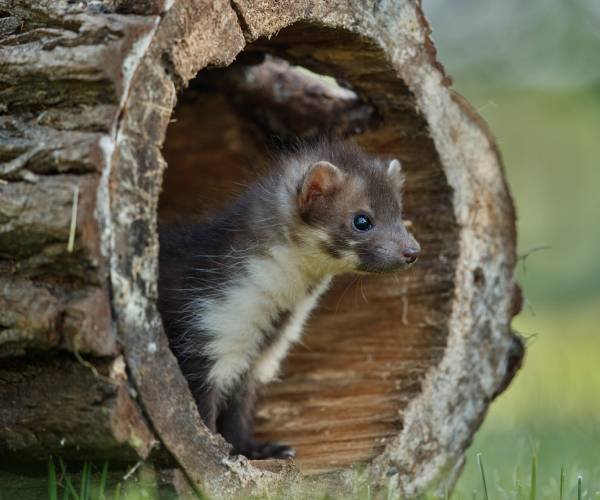 Possums