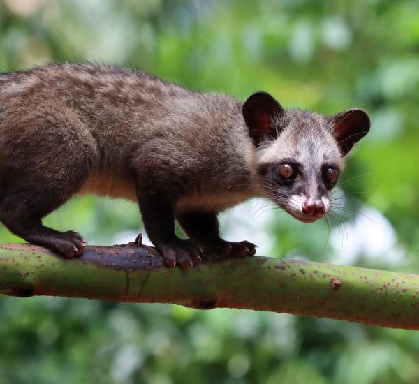 Possum Removal Albion